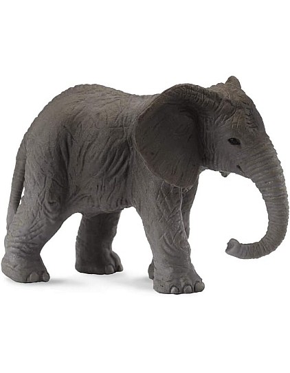 African Elephant Calf