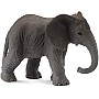 African Elephant Calf