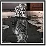 40 × 50 سم 5 دي رسم ماسي على شكل قطة انعكاسية نمر متقاطع ملصقات جدارية لتزيين المنزل
