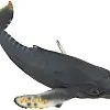 Collecta Humpback Whale Miniature Animal Figure Toy